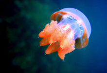 Images (11)