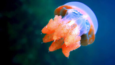Images (11)