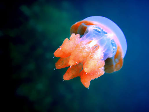 Images (11)