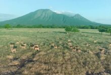 Images (19)