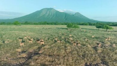 Images (19)